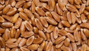 Нанокомпозит защитит зерно от прорастания