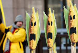 ЕС разрешил вредную кукурузу?