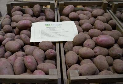 Международная проблема семеноводства картофеля
