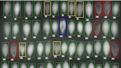 Рентгенографический анализ качества семян