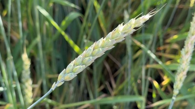 Перспективные новинки озимой пшеницы